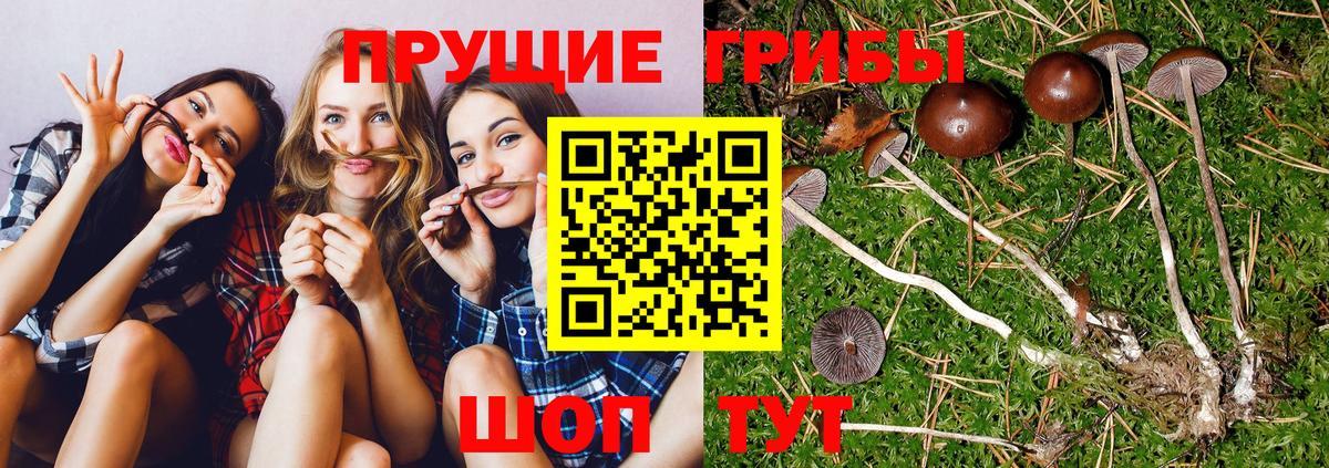 Псилоцибиновые грибы GOLDEN TEACHER Ревда